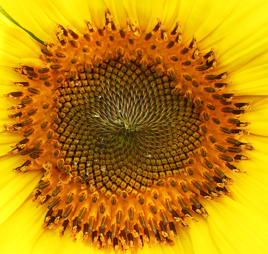 Sunflower - Fibonacci spirals