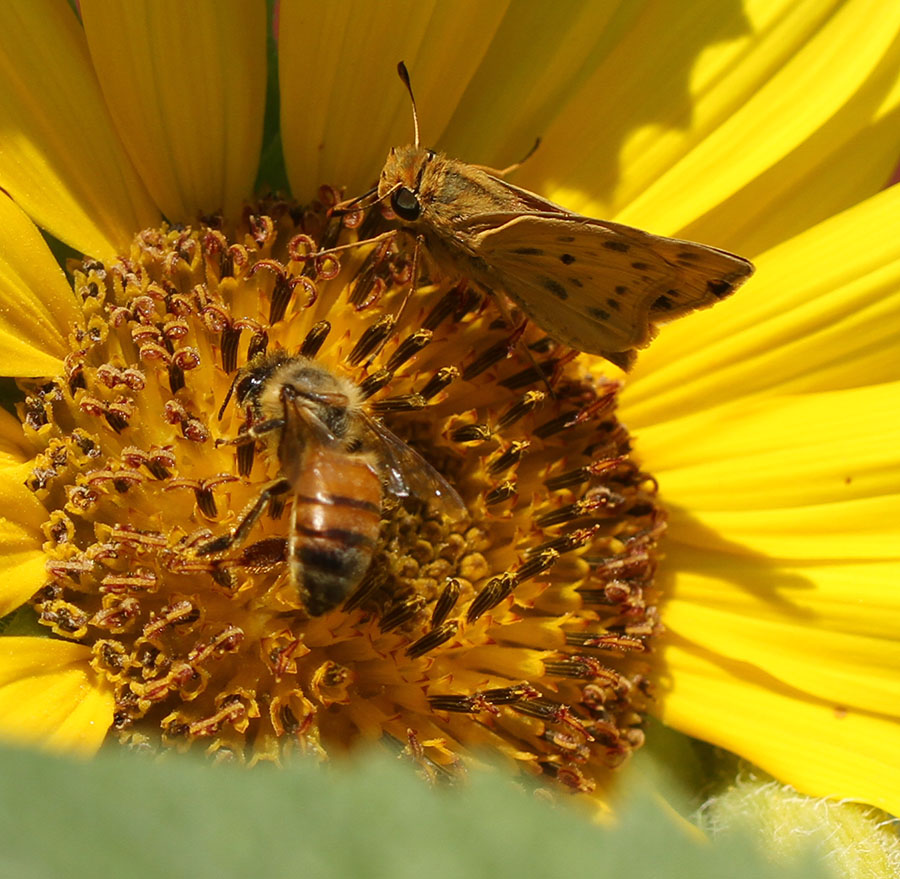 Bee and Butterfly