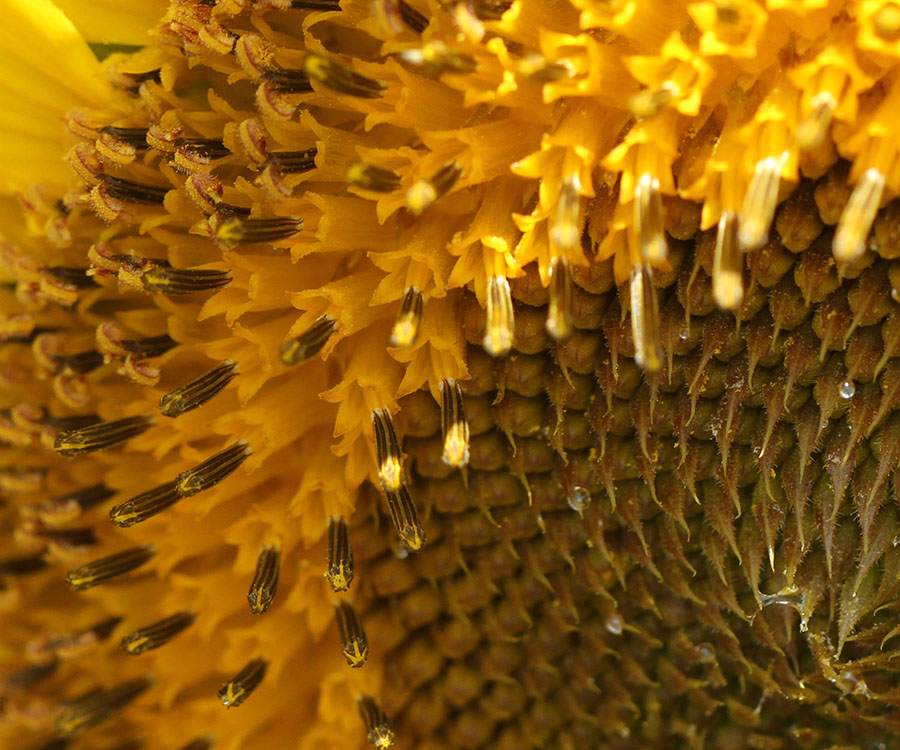 Sunflower - macro shots of floret development