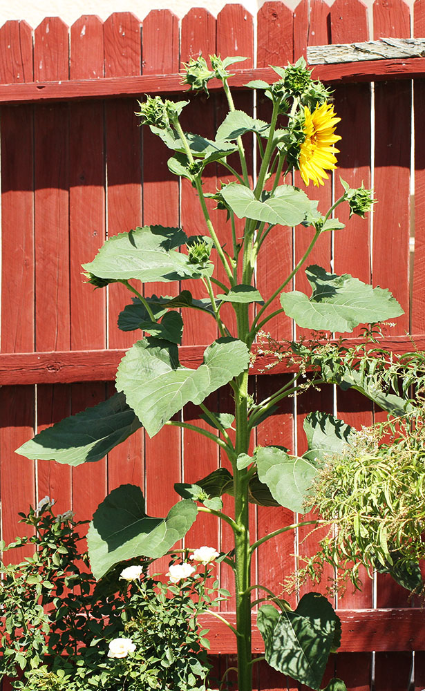 Sunflower Plant, ready to explode in blooms