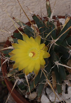 Agave Cactus Flower