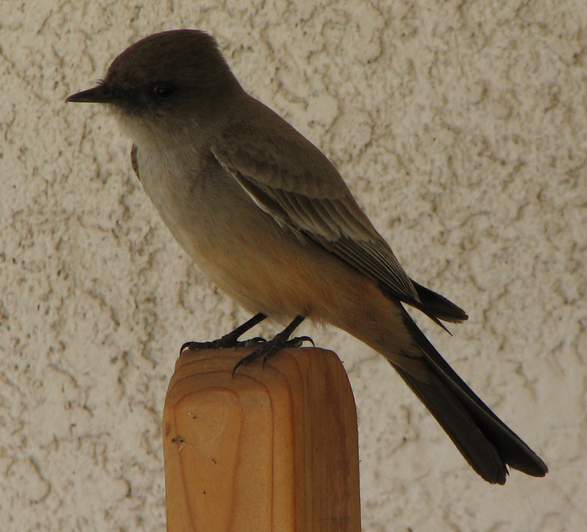 Say's Phoebe