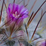 Mammillaria Flower